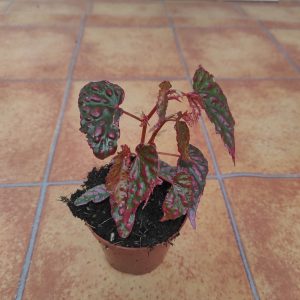 Begonia 'Special' V.8