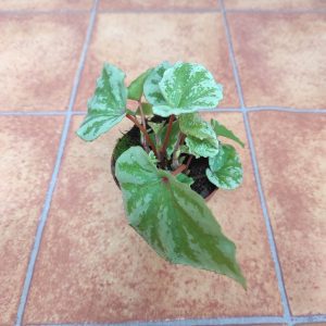 Begonia V.8