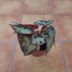 Begonia 'Special' V.8