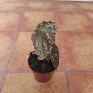 Begonia 'Special' V.8