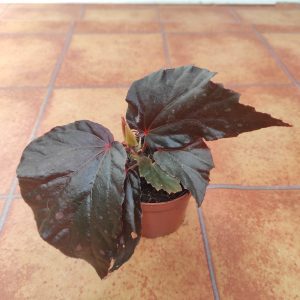 Begonia 'Special' V.8