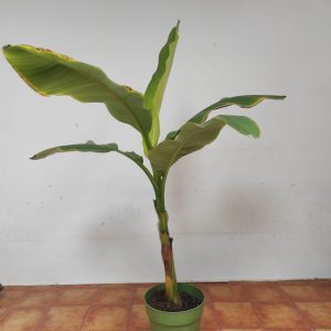 Musa Basjoo 'Bananeira Do Japao'