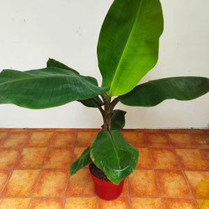 Musa Dacca 'Bananeira Vermelha'