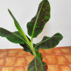 Musa Acuminata 'Bananeira'