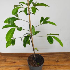 Diospyros 'Negro'