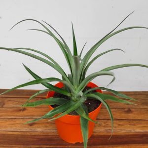 Ananas 'Comosus'
