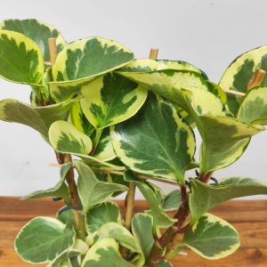 Peperomia Obtipan 'Bicolor'