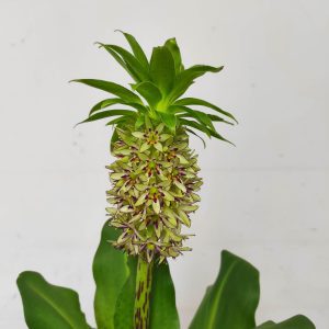 Eucomis 'Bicolor'