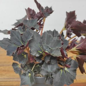 Begonia 'Spiky Nights'
