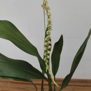 Dendrochillum 'Cobbianum'