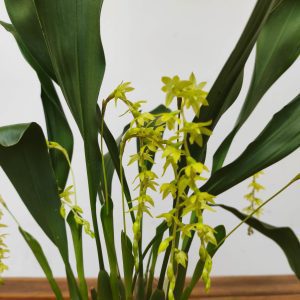 Dendrochilum 'Abbreviatum'