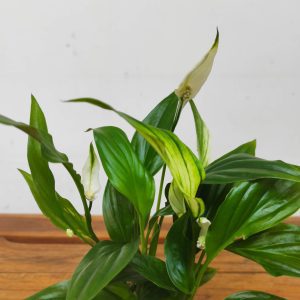 Spathiphyllum 'Pearl Cupido'