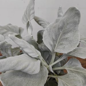 Senecio Candidans 'Angel Wings'