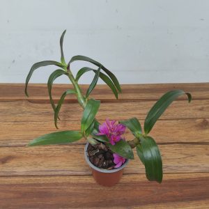 Dendrobium 'Hibiki'