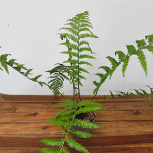 Dicksonia 'Antarctica'