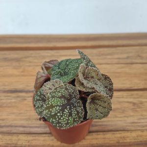Begonia 'Curtisii Galaxy'