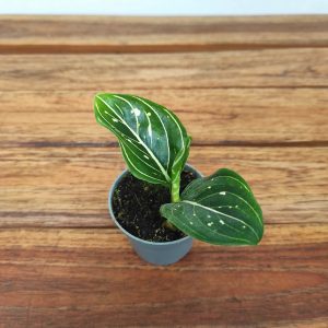 Aglaonema 'Toms Pride'