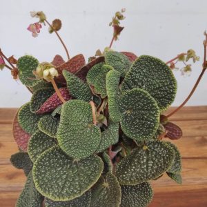 Begonia 'Bullatifolia'