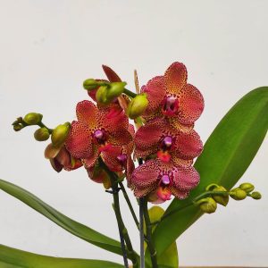 Phalaenopsis Multi. - 2 Hastes