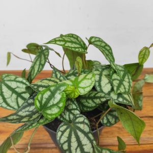 Piper 'Sylvaticum'