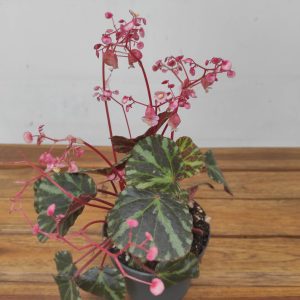 Begonia Leaf 'Beijenii'