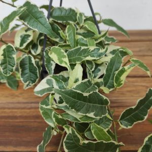 Ficus Radicans Hanging 'Adorable'