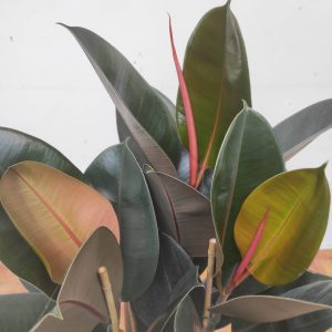 Ficus Elastica 'Abidjan'