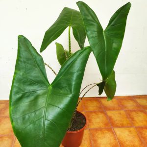 Alocasia 'Zebrina'