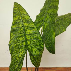 Alocasia Zebrina Variegata