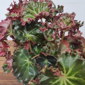 Begonia Leaf 'Bunchii'