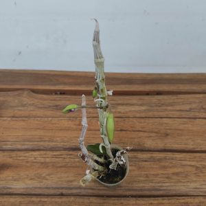 Dendrobium Hsinying Sweetscent 'Sa x Self'