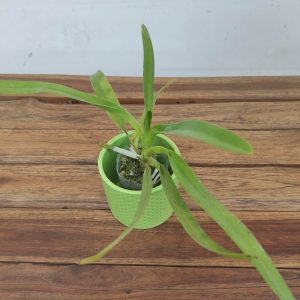 Aerides Jasckiana