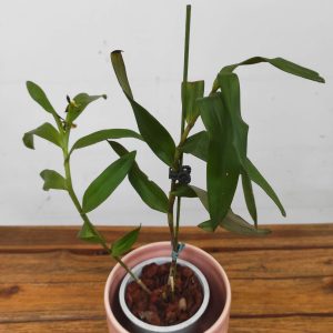 Epidendrum 'Densiflorum'
