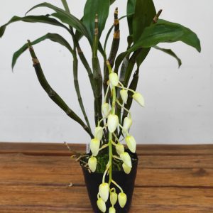Dendrobium Farmeri Petaloid - Album 'Hsinying' - V.10