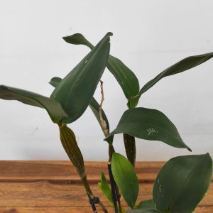Dendrobium 'Roy Tokunaga'