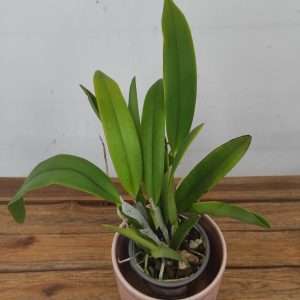 Cattleya 'Percimax'