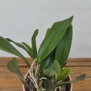 Cattleya 'Kiss Me'