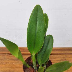 Cattleya Hybrid Rlc. Taiwan Fantasy 'Ty'