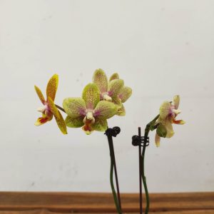 Phalaenopsis 'Twilight Angel'