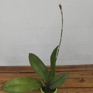 Onc. Mariposa (PSY)