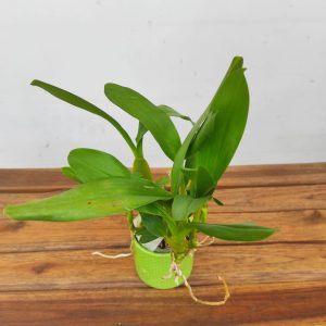 Aspasia 'Silvana'