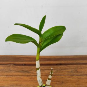 Dendrobium Penang Little Magic