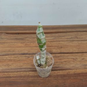 Catasetum Pileatum Var Alba 'Variegated'
