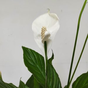 Spathiphyllum 'Strauss'