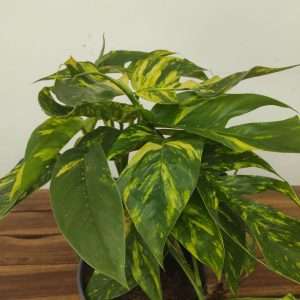 Epipremnum Pinnatum 'Goldfinger Varigata'