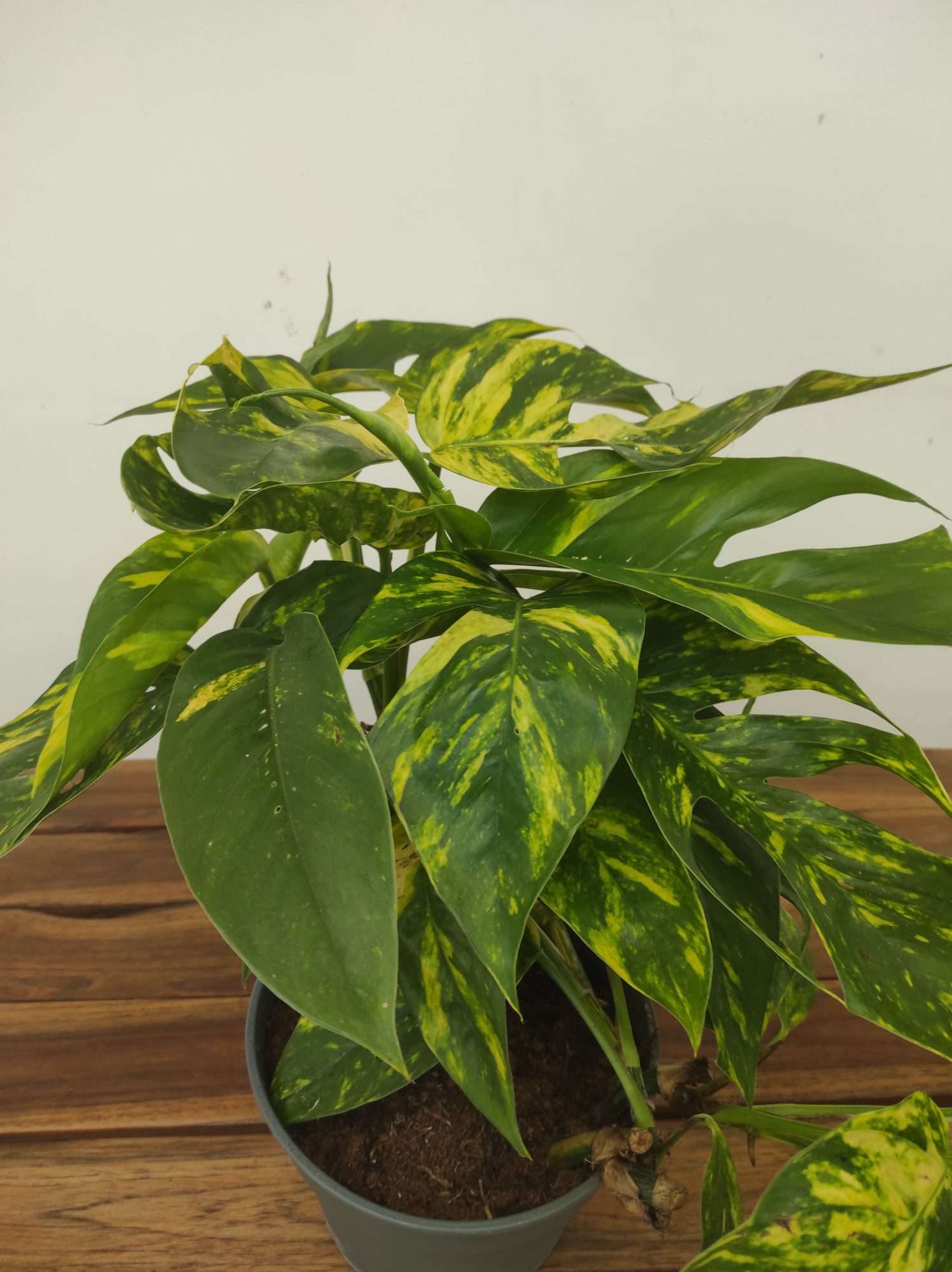 Epipremnum Pinnatum 'Goldfinger Varigata'