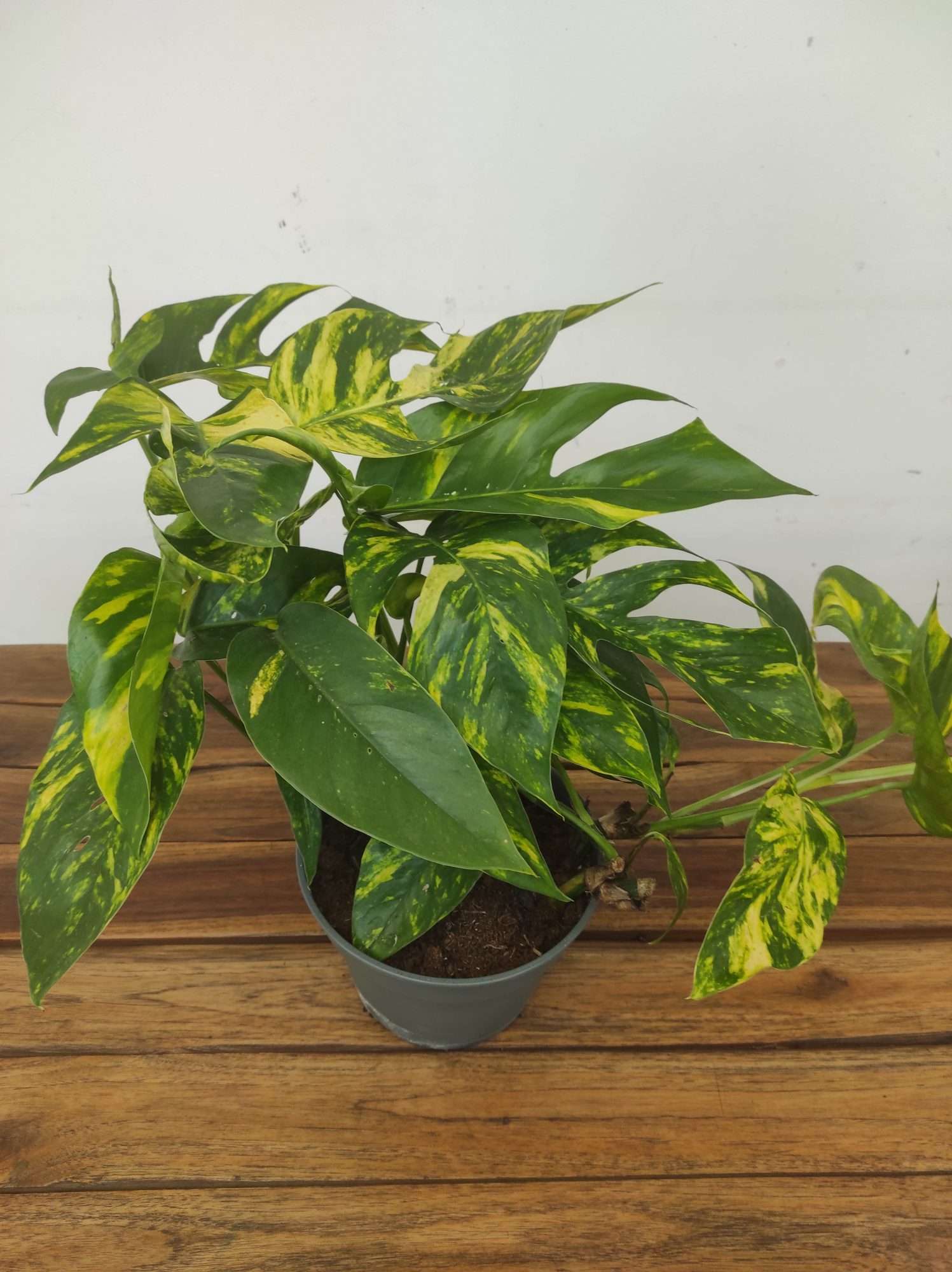 Epipremnum Pinnatum 'Goldfinger Varigata' - Image 2