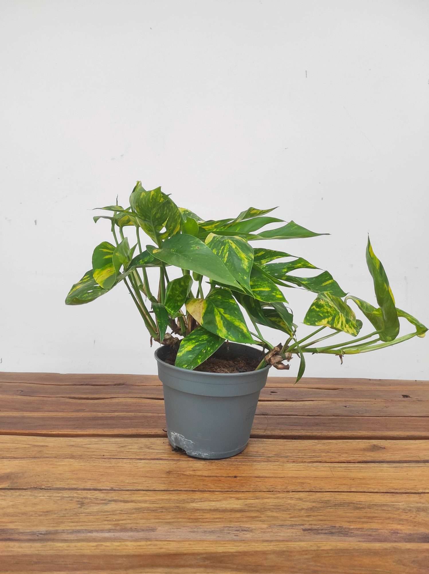 Epipremnum Pinnatum 'Goldfinger Varigata' - Image 3