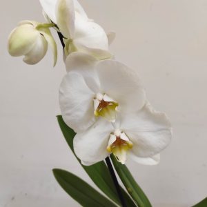 Phalaenopsis V.12