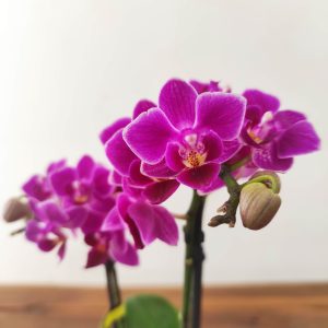 Phalaenopsis V.7